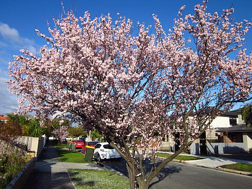 Cherry blossom street trees, Fairbank Road